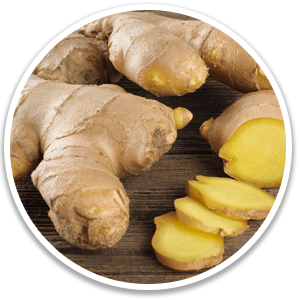 Ginger Rhizome